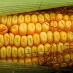 Food Integrity Now – E02 – Big Corn