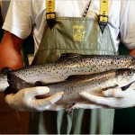 The debate over genetically-engineered salmon sizzles, FDA to decide on Monday