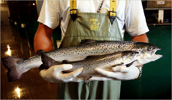  two days after the FDA deemed AquaBounty's genetically-engineered salmon 