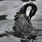 Food Integrity Now – E08 – The Oil Spill – The Effect on World Health
