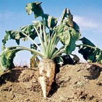 A blow to GMO: Federal judge bans genetically-engineered sugar beets