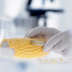 GMO Labeling Poised to Hit the Ballot in California
