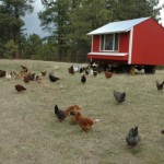 Craig McHugh on Quitting Your Desk Job and Starting a Farm