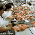 Food Integrity Now – E01 – Safety in Beef Processing Questioned