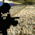 New “Ag Gag” Laws Hide Atrocities Committed on Factory Farms