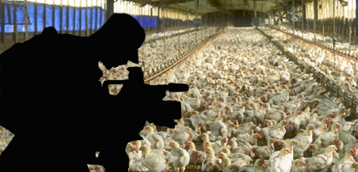 New “Ag Gag” Laws Hide Atrocities Committed on Factory Farms