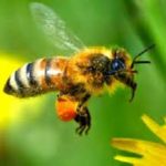 June Stoyer of The Organic View: Neonicotinoids and Our Disappearing Bees