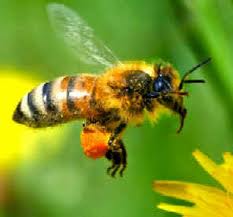 June Stoyer of The Organic View: Neonicotinoids and Our Disappearing Bees