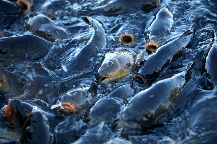 Imported Seafood–A Risky Choice. Where is the FDA?