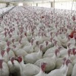 The Grim Reality of the Thanksgiving Turkey