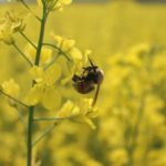 Contaminated Wildflower Nectar and Pollen Puts Bees and Humans at Risk