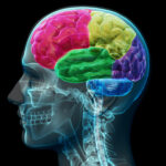 Brain Health and Thriving Like a Guru
