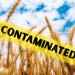 GMO Rice Isn’t on the Market, But It’s Still Showing Up