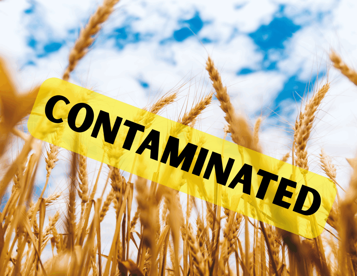 GMO Rice Isn’t on the Market, But It’s Still Showing Up