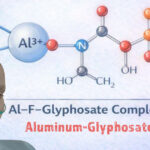 The Hidden Chemical Partnership: How Glyphosate and Fluoride Collide Inside the Human Body